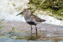 Dunlin in summer breeding plumage