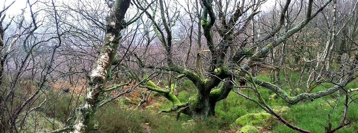 Woodland on Wharncliffe Crags