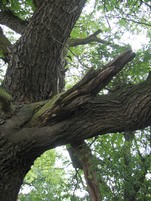 Dead branch in a veteran tree