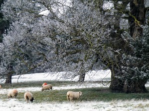 Sheep grazing near veteran trees at Stainborough parkland
