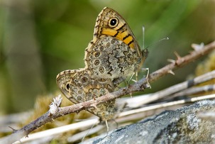 Wall butterflies mating showing female underwing below. Image: Alwyn Timms