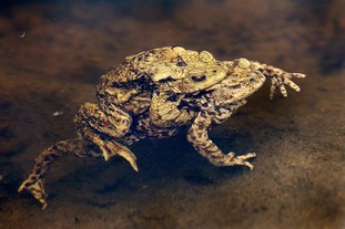 Toads mating in pond