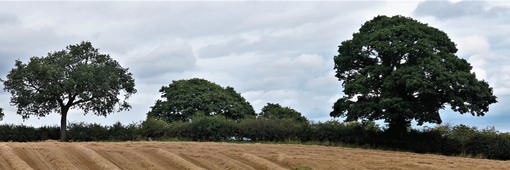 Hedgerow with trees near Hoyland