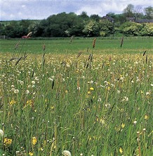 Neutral grassland