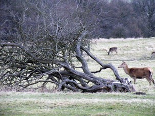 Deer near fallen veteran hawthorn at Stainborough parkland