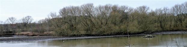 Worsborugh Reservoir willow carr