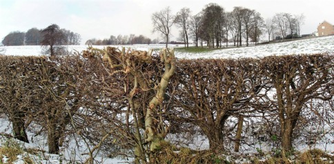 Bare hedgerow in winter