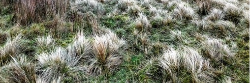 Acid grassland at Wharncliffe