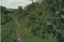 Hedgerow alongside path