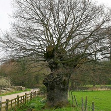 Veteran Oak at Rockley