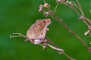 Harvest Mouse with tail wound round a stem