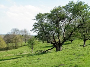 Veteran hawthorn tree at Stainborough parkland