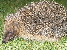 Hedgehog