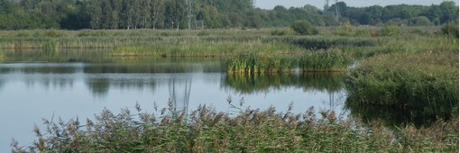 Reedbed at RSPB Old Moor