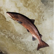Salmon jumping weir