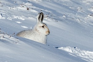 Mountain Hare with white winter coat sitting in snow