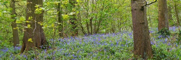 Bluebells in Mixed Deciduous Woodland: Nabs wood