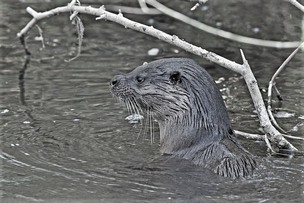 Head of Otter in water