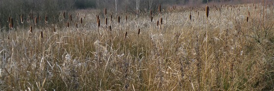 Reedmace swamp area at Gypsy Marsh
