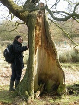Janet Carbutt-Lang inspecting girth of veteran tree