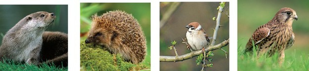 Some local priority species - Otter, Hedgehog, Tree Sparrow and Kestrel