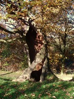 Hollowed out trunk of veteran tree at Cannon Hall