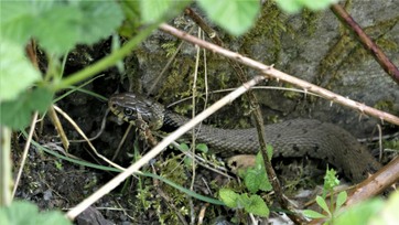 Grass snake near Dove Valley Trail