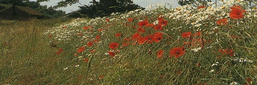 Arable field margin seeded with wild flowers