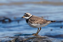 Ringed Plover. Image: Ron Marshall