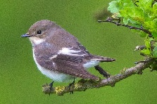 Pied Flycatcher. Image: Ron Marshall