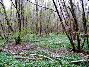 Coppiced woodland at Hugset wood