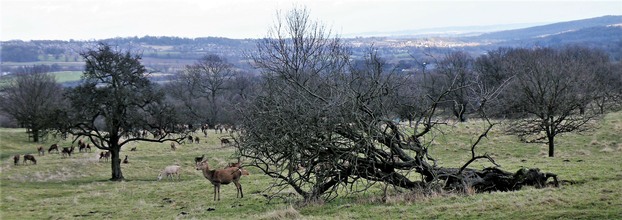 Deer with mature and veteran trees in Stainborough parklands