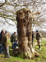Inspecting girth of veteran tree
