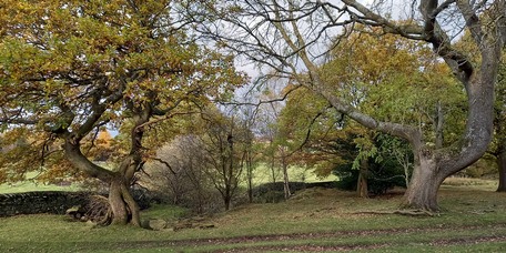 Veteran trees in wood pasture at Gosling Moor