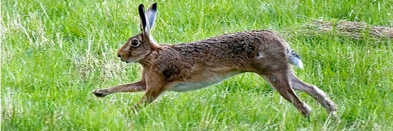 Running Brown Hare. Alwyn Timms