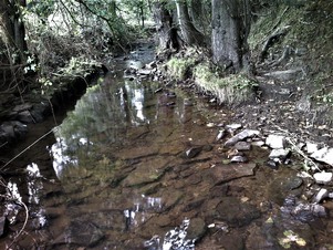 Stony bed of Daking Brook, ideal for crayfish