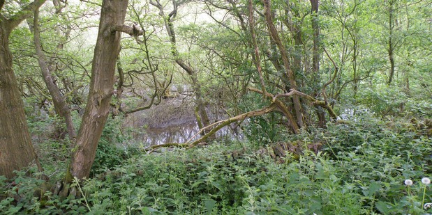 Wet Woodland at Gunthwaite Dam