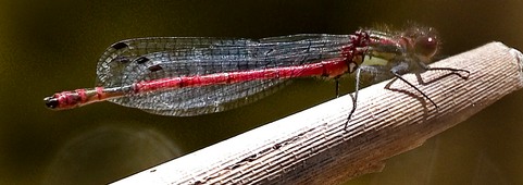 Large Red Dragonfly at Highstone Farm
