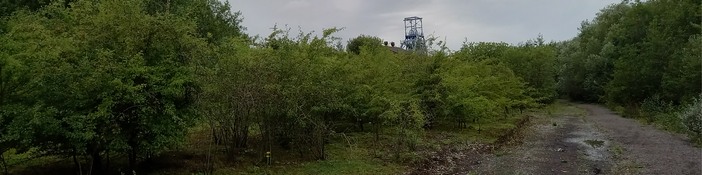 Scattered scrub at Barnsley Main colliery site