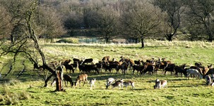 Group of deer in Stainborough parkland